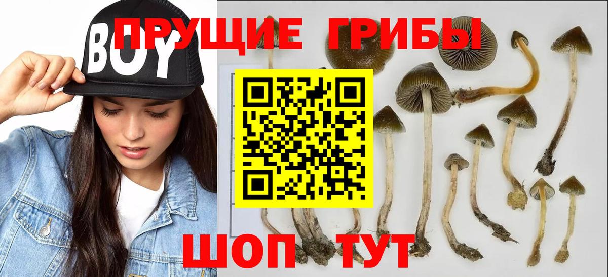Галлюциногенные грибы Psilocybe Красногорск
